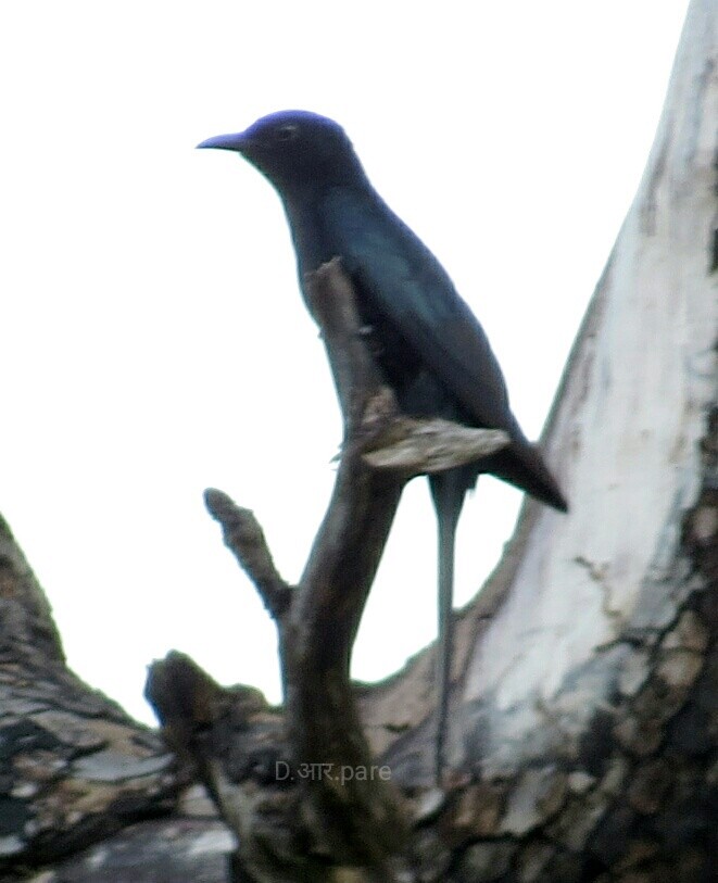 Fork-tailed Drongo-Cuckoo - ML245586091