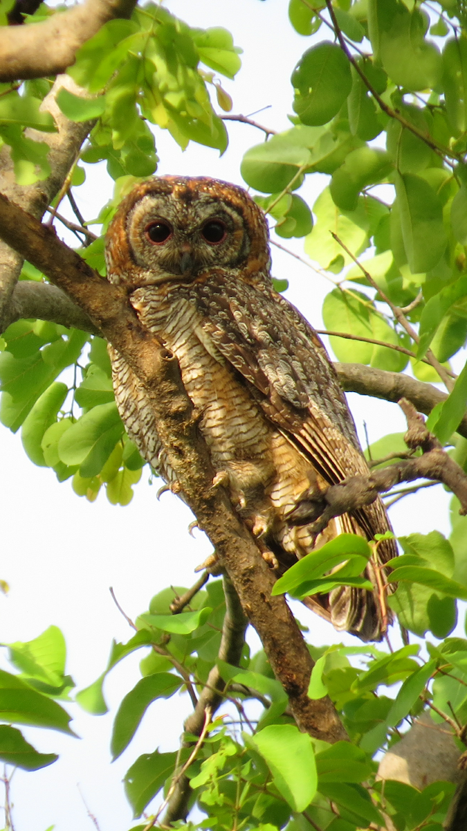 Mottled Wood-Owl - ML245586281
