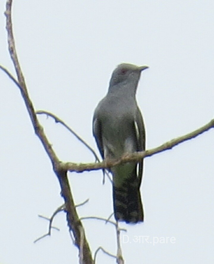 Gray-bellied Cuckoo - ML245586351