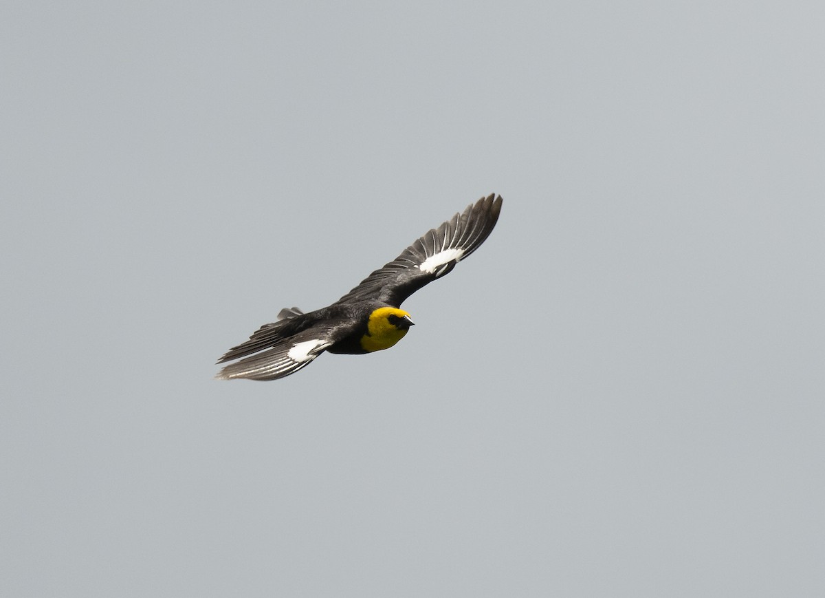 Yellow-headed Blackbird - ML245589591