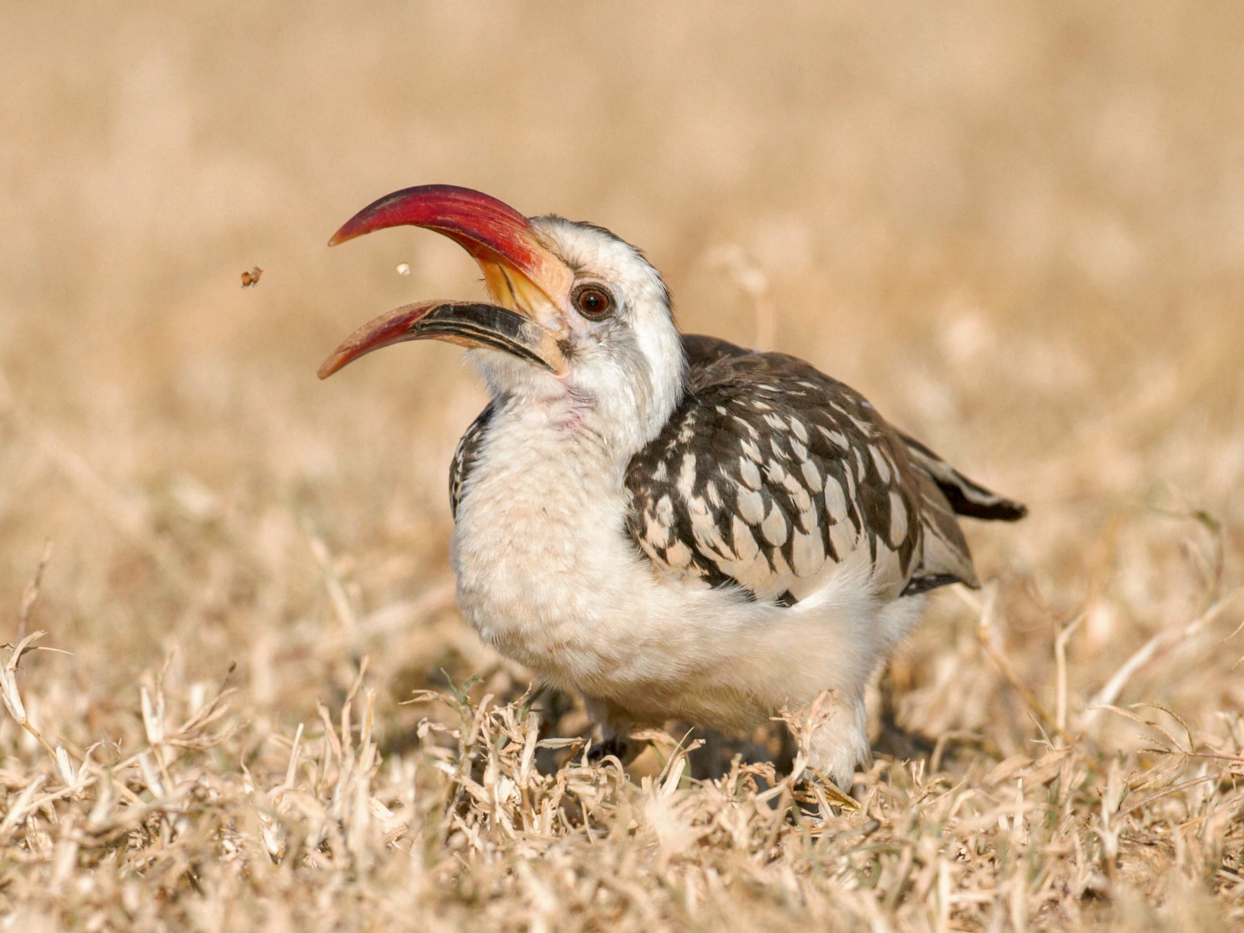 Northern Red-billed Hornbill - Eric Hughes