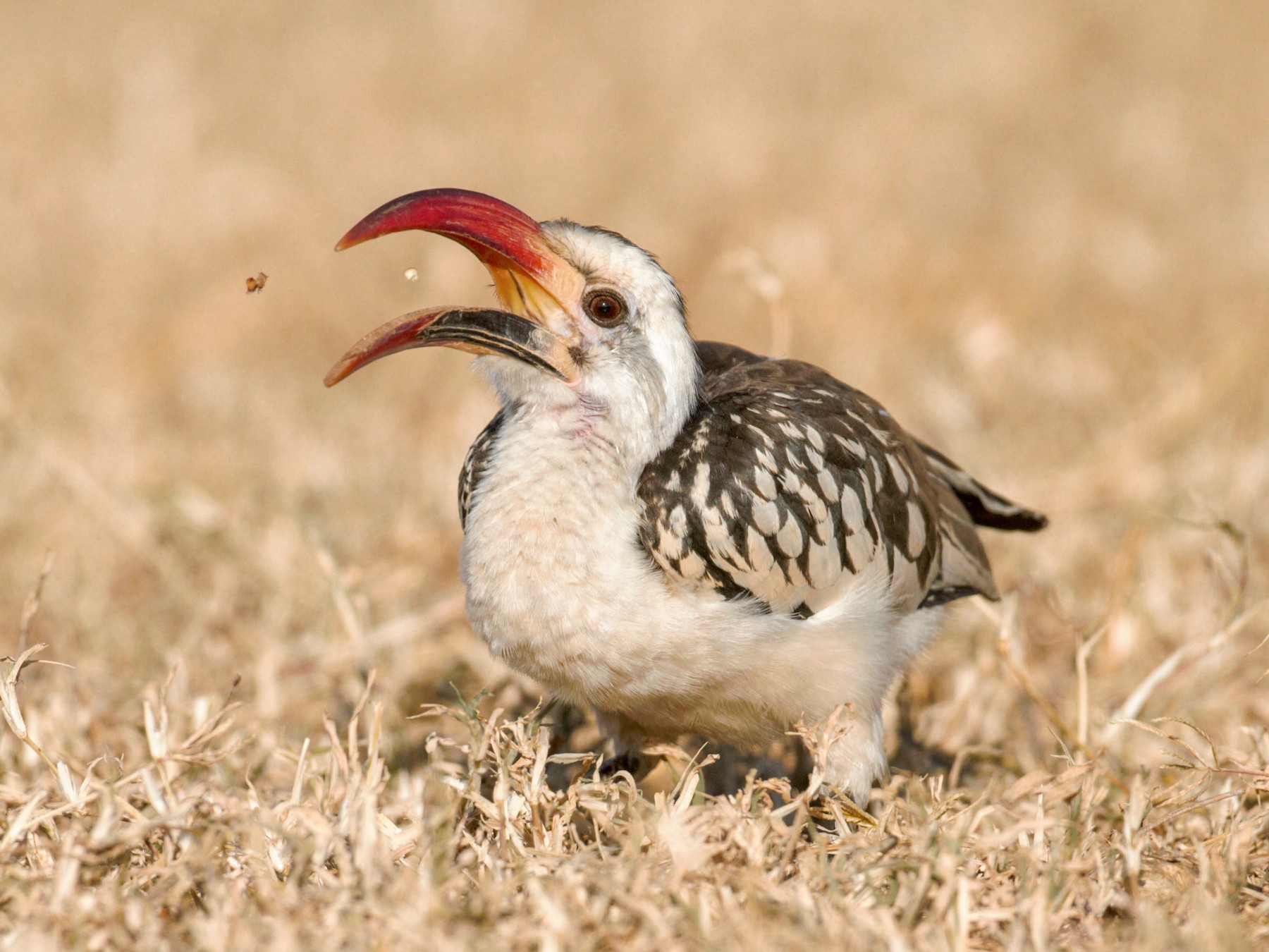 Northern Red-billed Hornbill - eBird