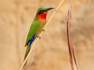  - Red-throated Bee-eater