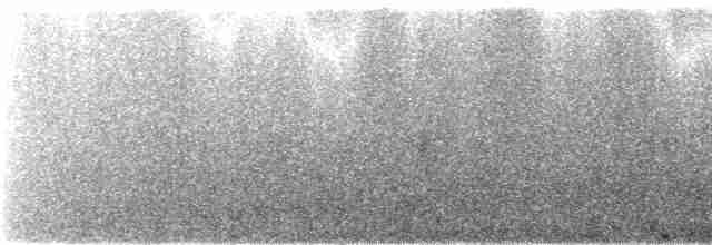 Mirlo Acuático Coroniblanco (leuconotus) - ML245596
