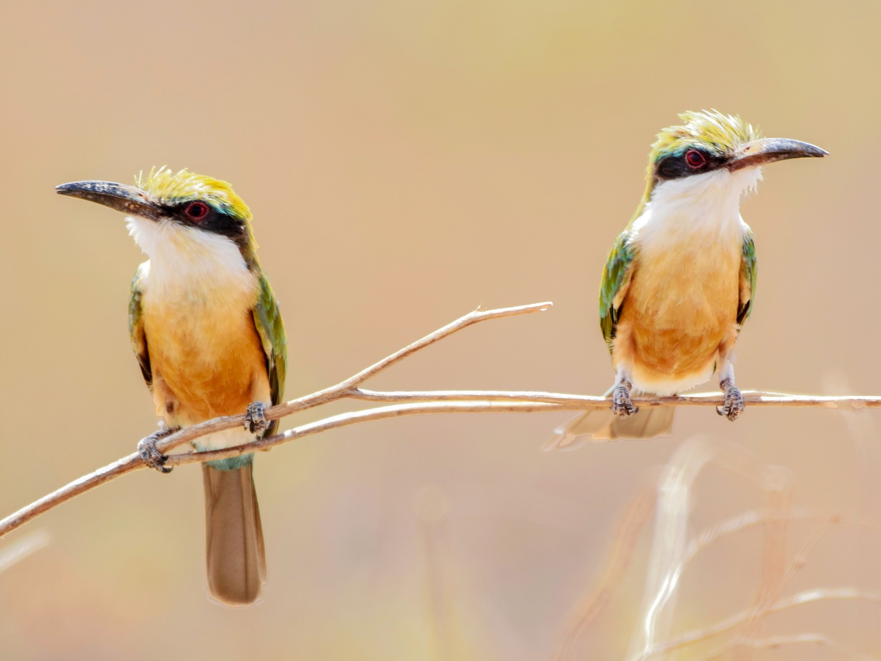 Somali Bee-eater - Sara Newman
