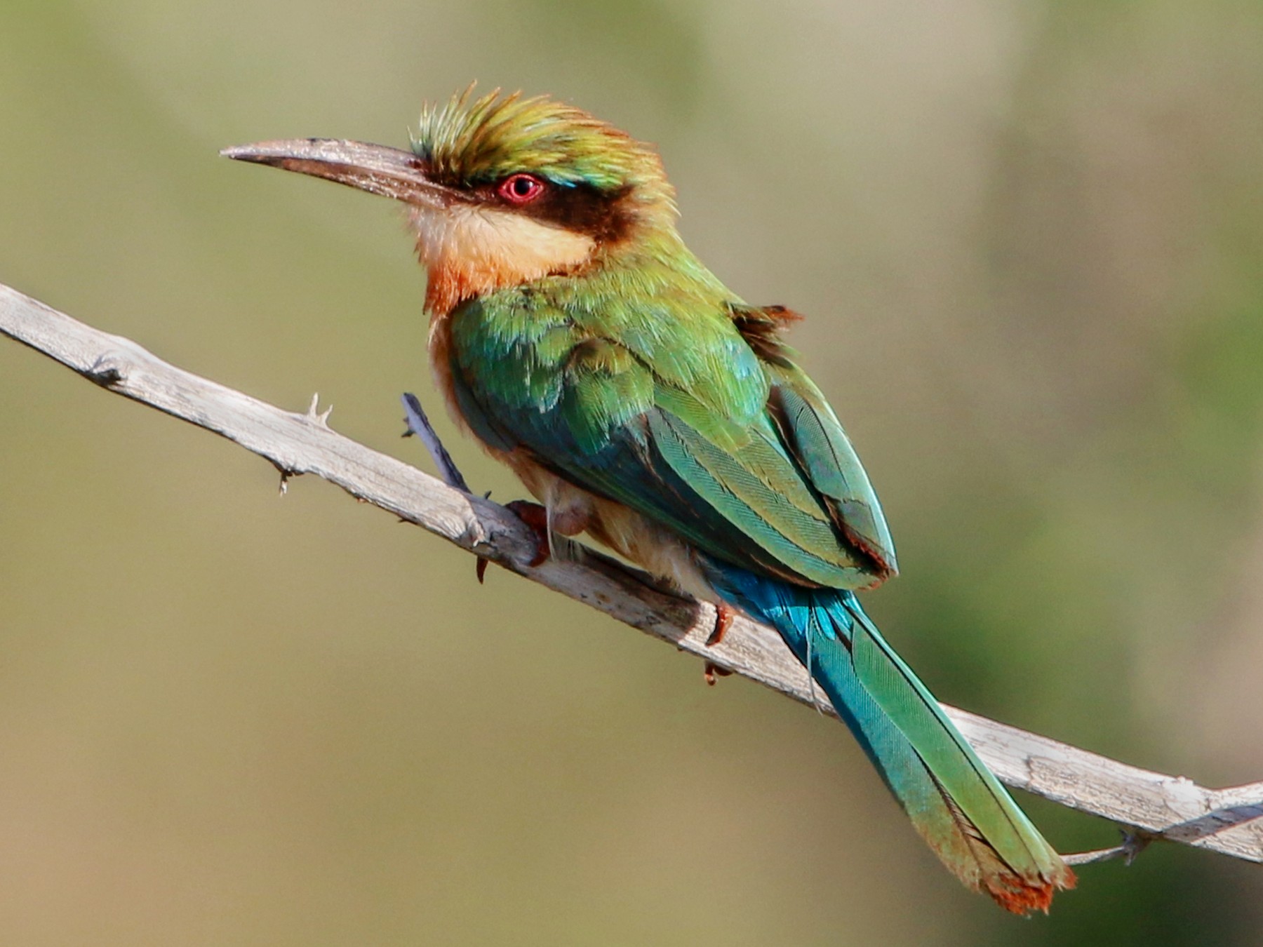 Somali Bee-eater - Oliver Fowler