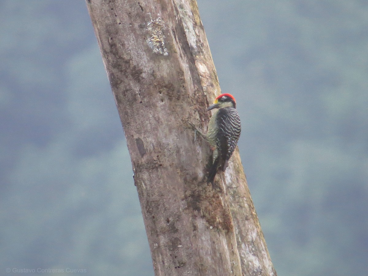 Black-cheeked Woodpecker - Gustavo Contreras Cuevas