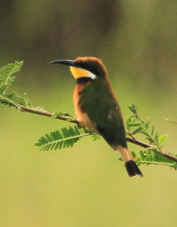 Blue-breasted Bee-eater - Stratton Hatfield