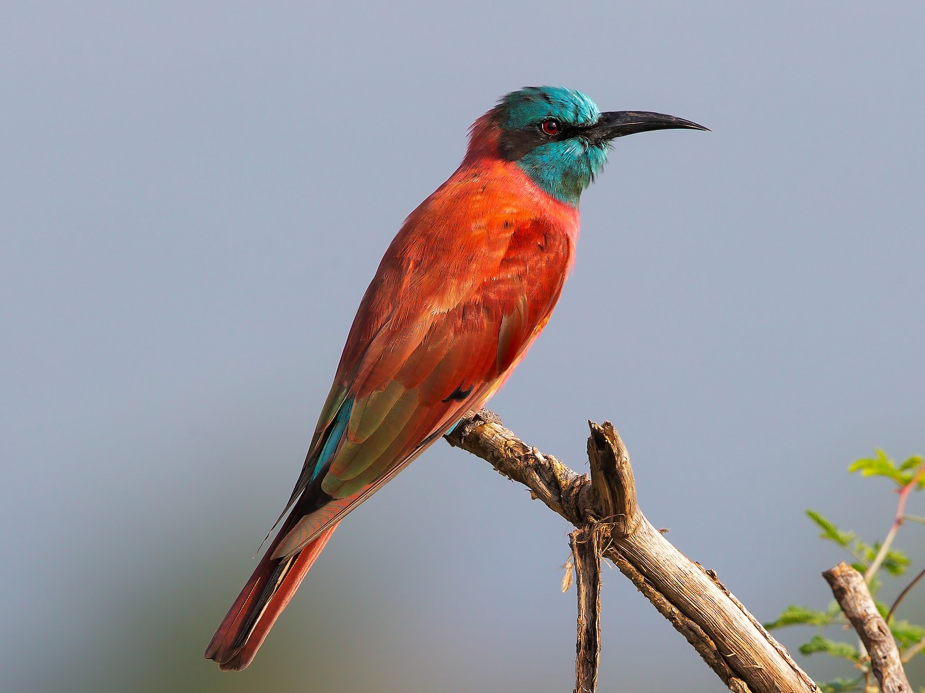 Northern Carmine Bee-eater - Marco Valentini