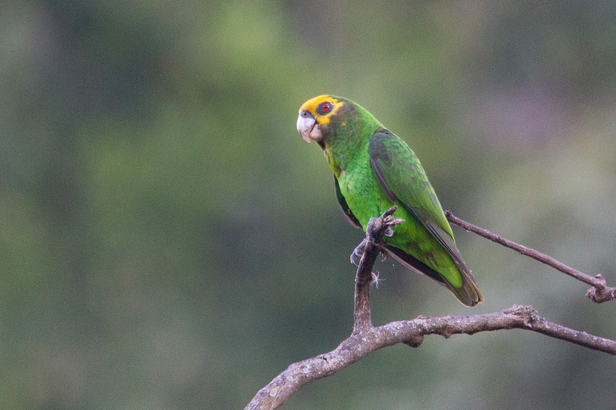 Yellow-fronted Parrot - Simon Colenutt