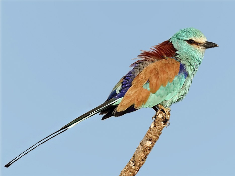 Abyssinian Roller - eBird