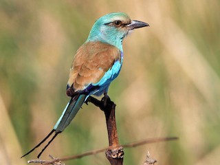  - Abyssinian Roller