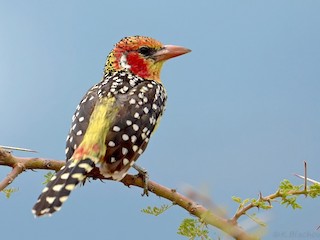 ホオアカオナガゴシキドリ - eBird