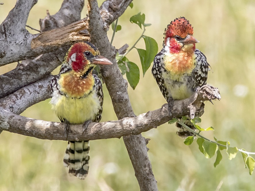 Red-and-yellow Barbet - Dave Rintoul