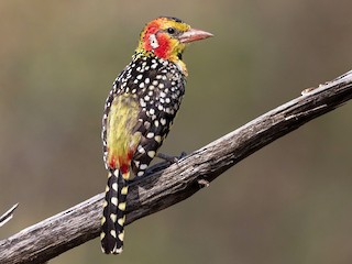  - Red-and-yellow Barbet