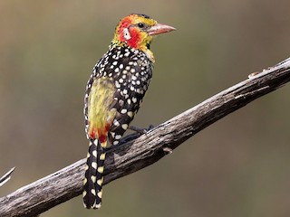 ホオアカオナガゴシキドリ - eBird