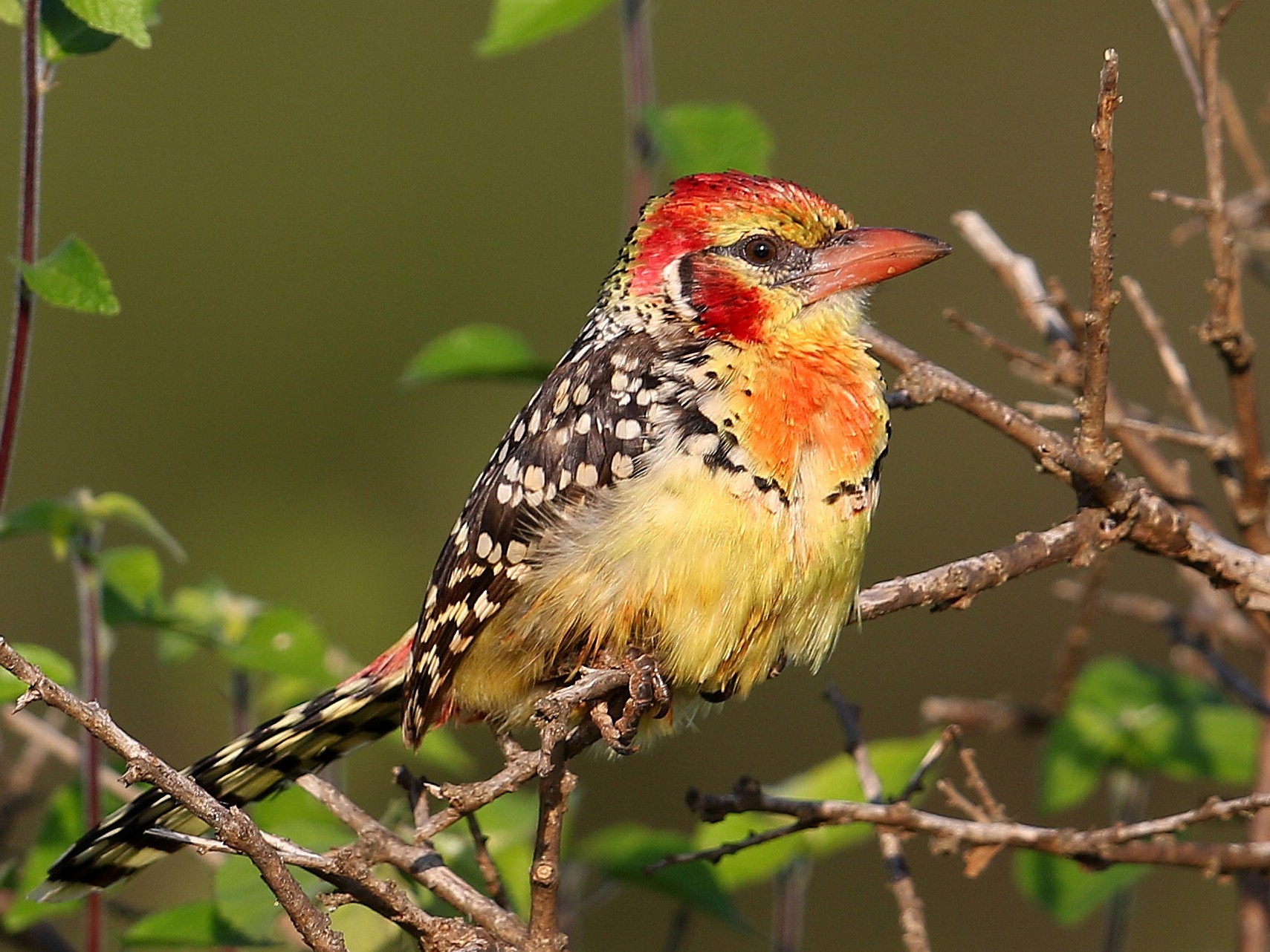 Red-and-yellow Barbet - Fanis Theofanopoulos (ASalafa Deri)