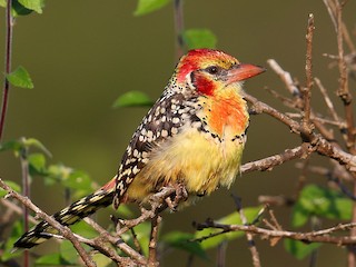 ホオアカオナガゴシキドリ - eBird