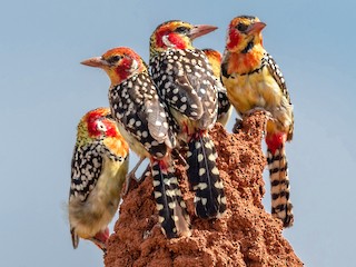 ホオアカオナガゴシキドリ - eBird