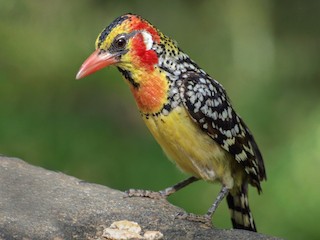 ホオアカオナガゴシキドリ - eBird