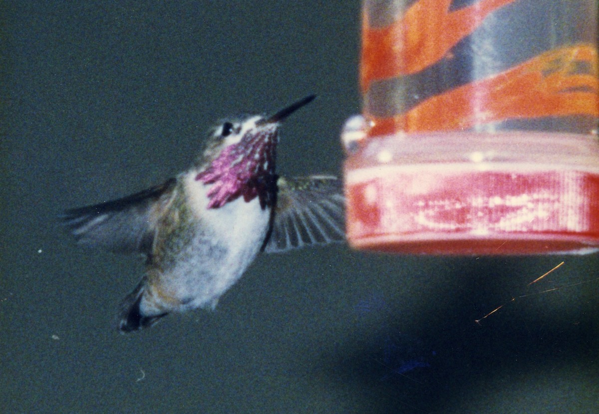 Calliope Hummingbird - Joseph Misiaszek