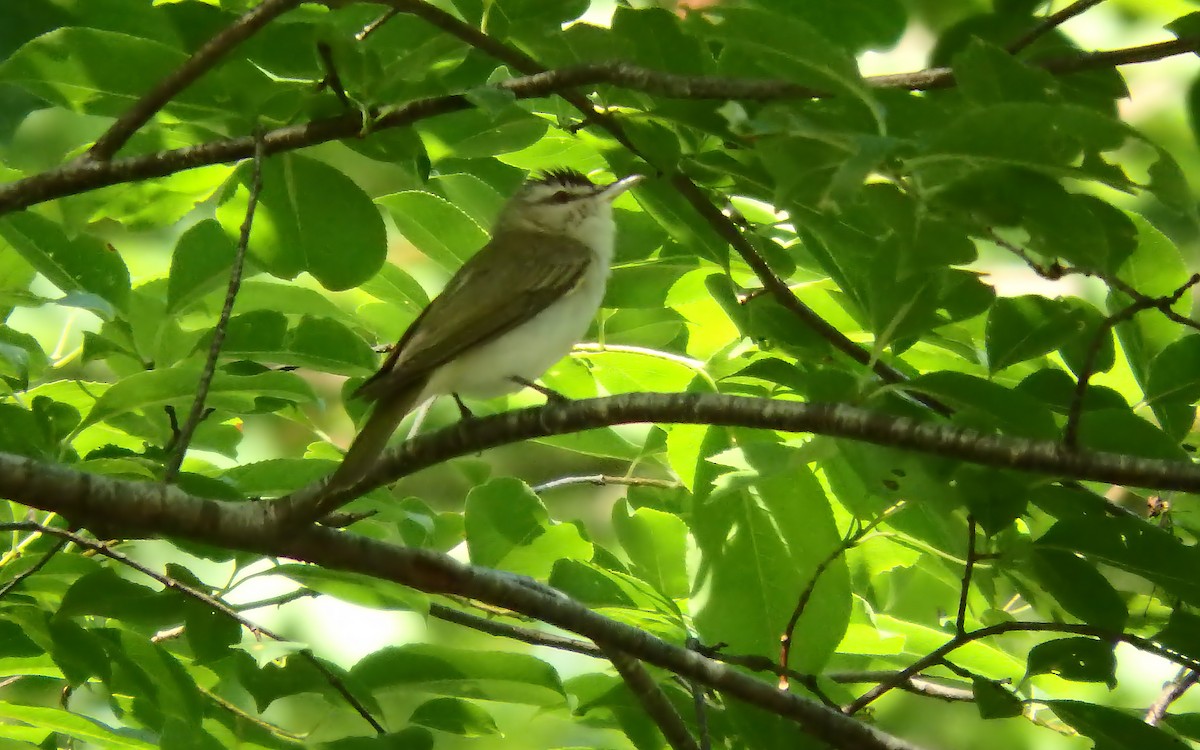 Red-eyed Vireo - Jim O'Neill