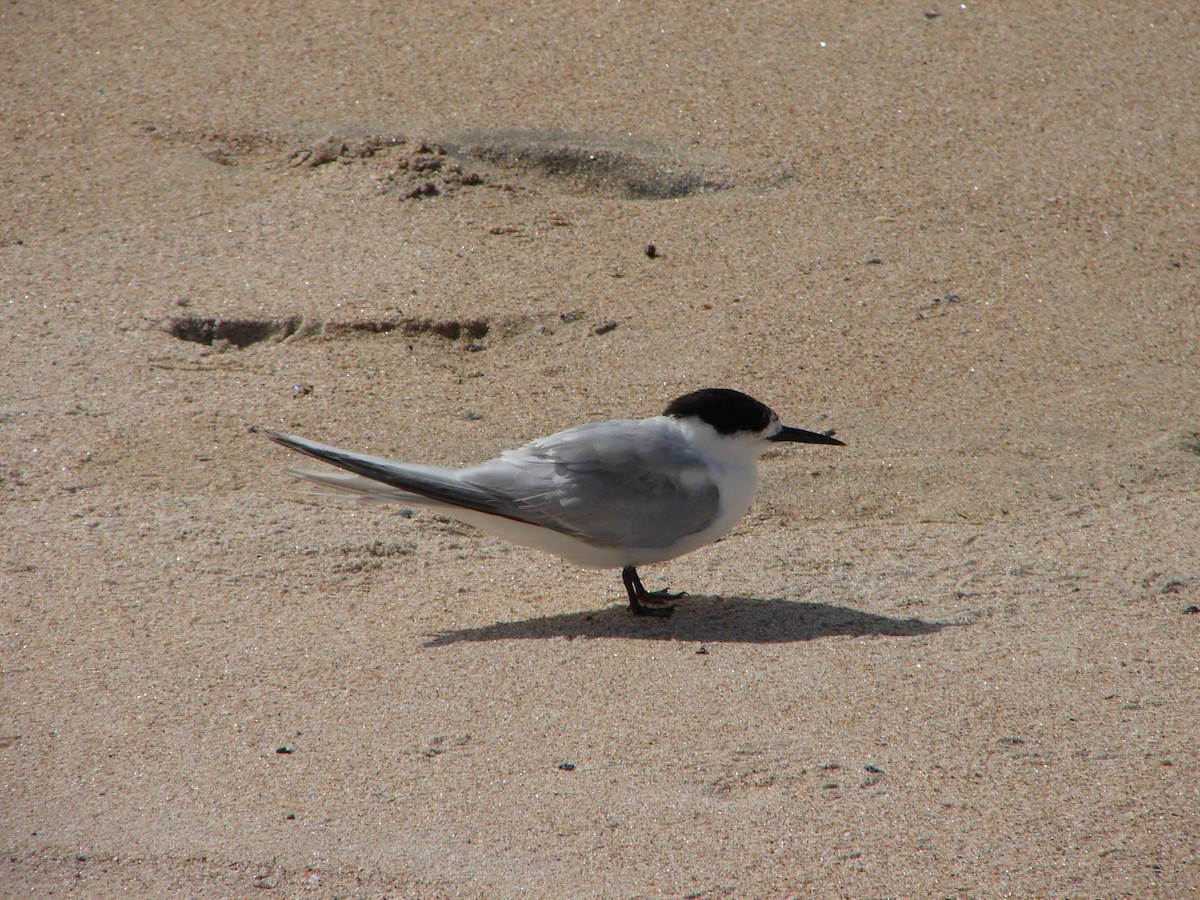 White-fronted Tern - ML245608211
