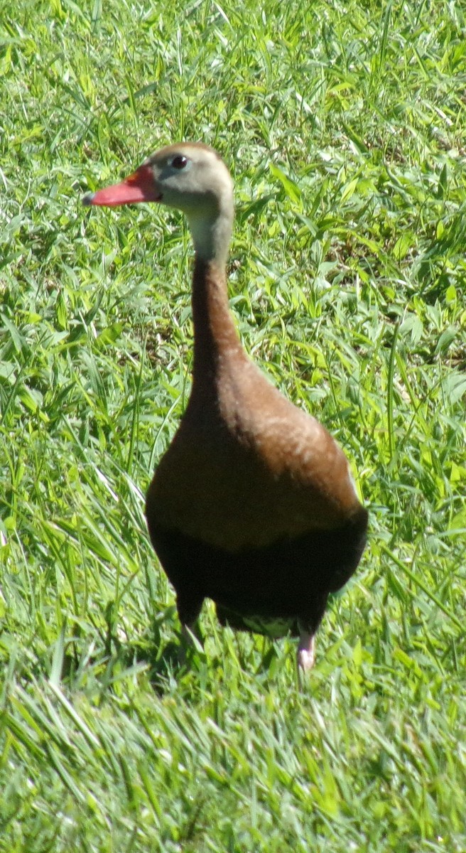 Black-bellied Whistling-Duck - ML245608821