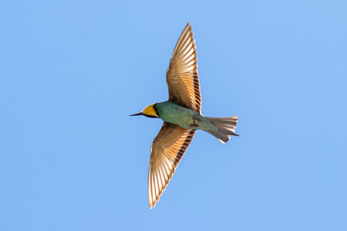 European Bee-eater - André  Zambolli