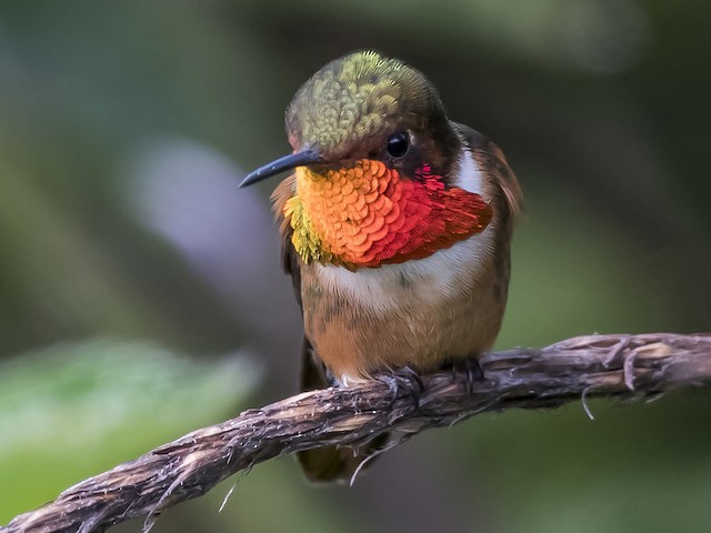 Adult male - Scintillant Hummingbird - 