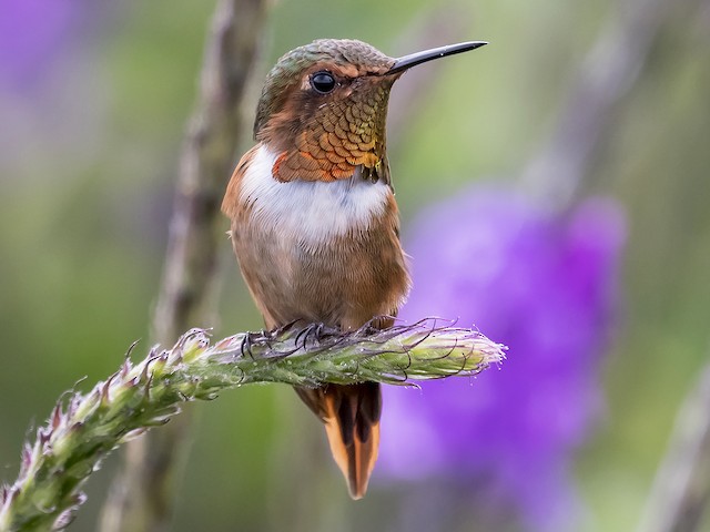 Adult male - Scintillant Hummingbird - 