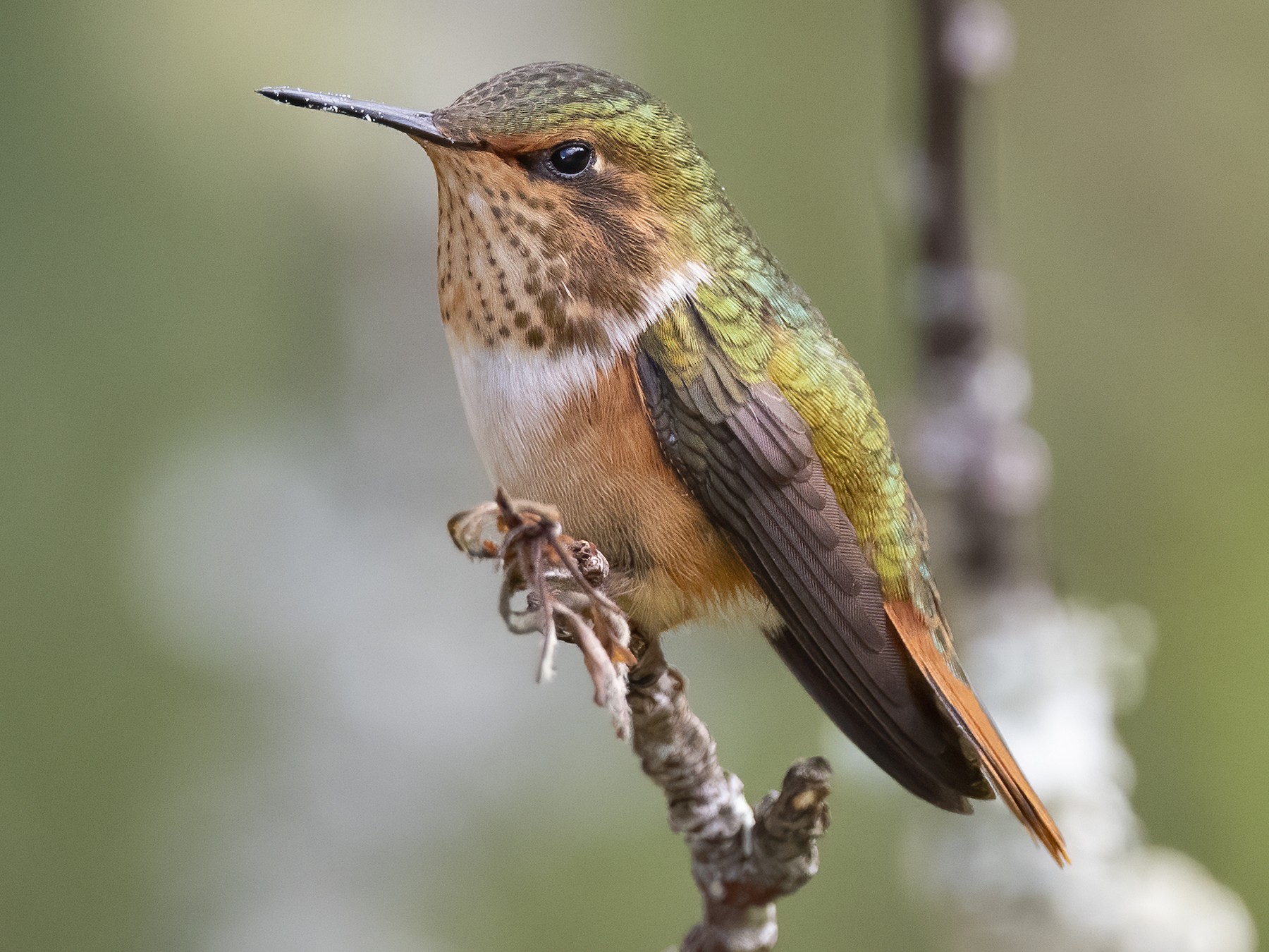 Scintillant Hummingbird - eBird