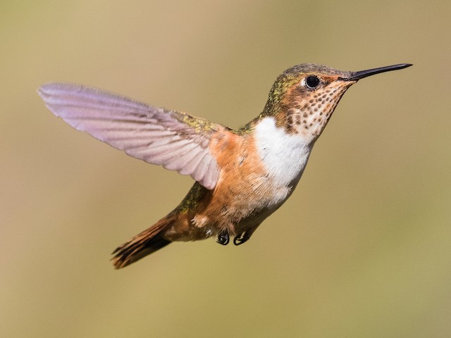 Female/immature male - Scintillant Hummingbird - 