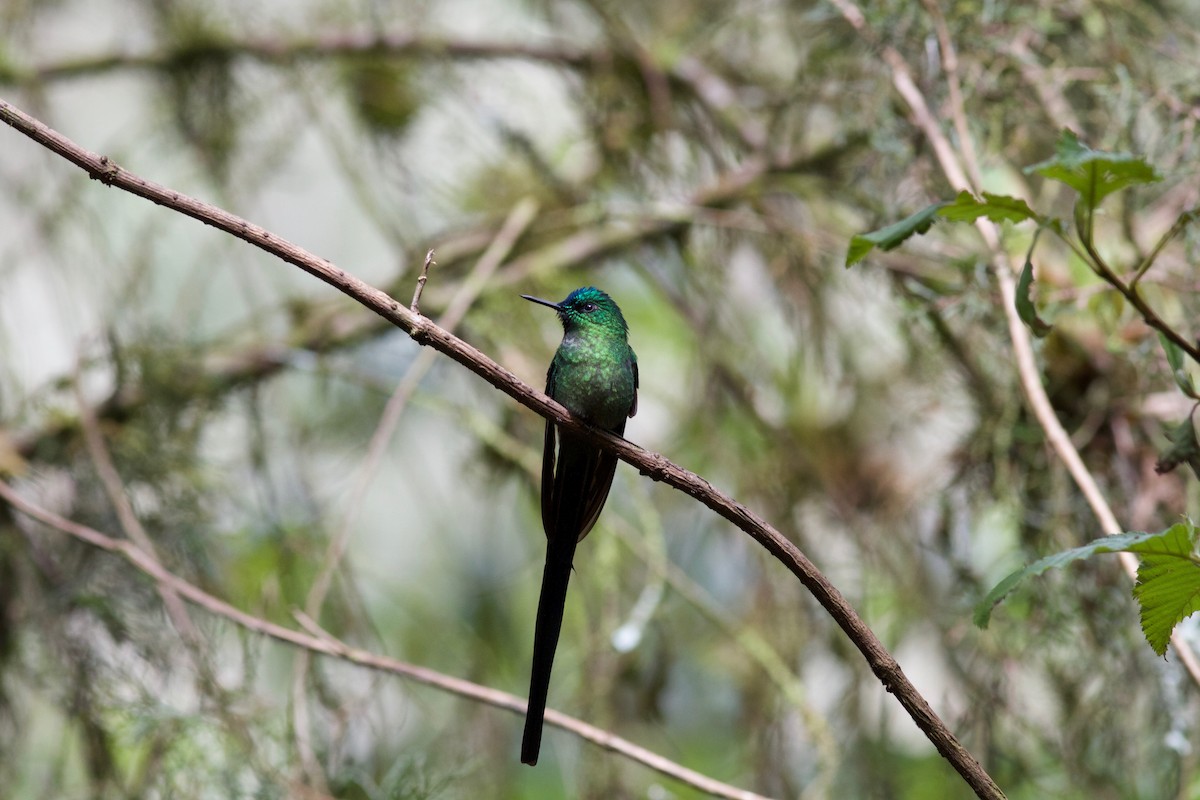 Long-tailed Sylph - ML245615411