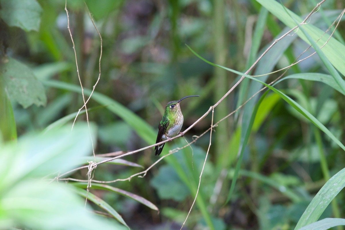 kolibřík aksamitový - ML245615481