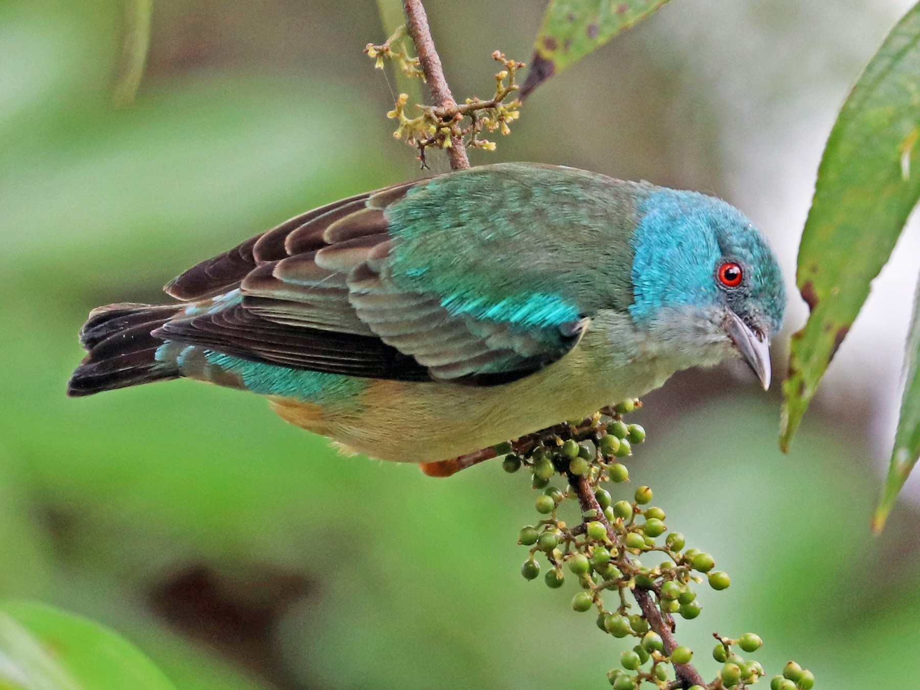 Scarlet-thighed Dacnis - Greg  Griffith
