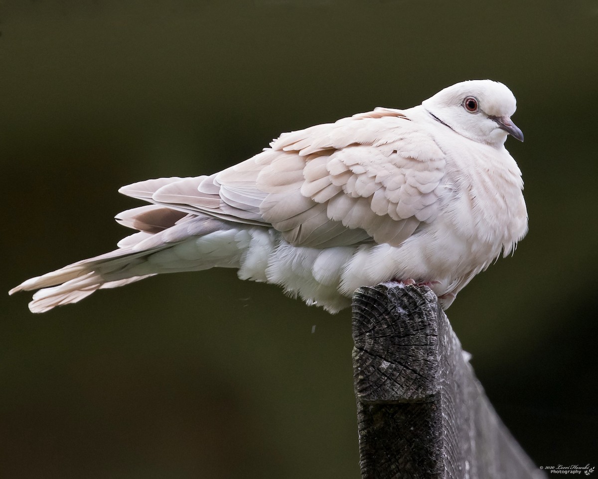 African Collared-Dove (Domestic type or Ringed Turtle-Dove) - Lorri Howski 🦋