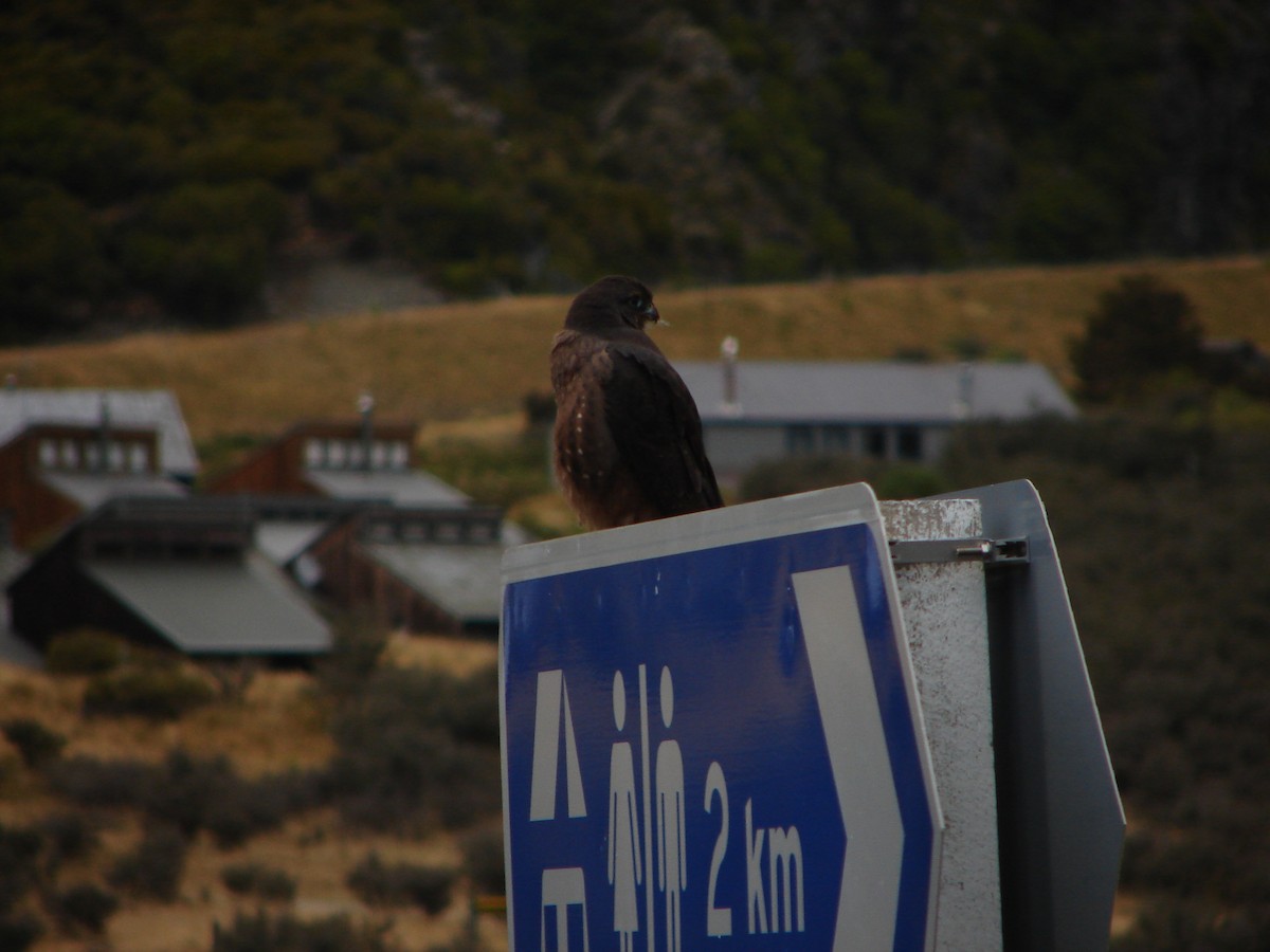 New Zealand Falcon - Stephan Lorenz