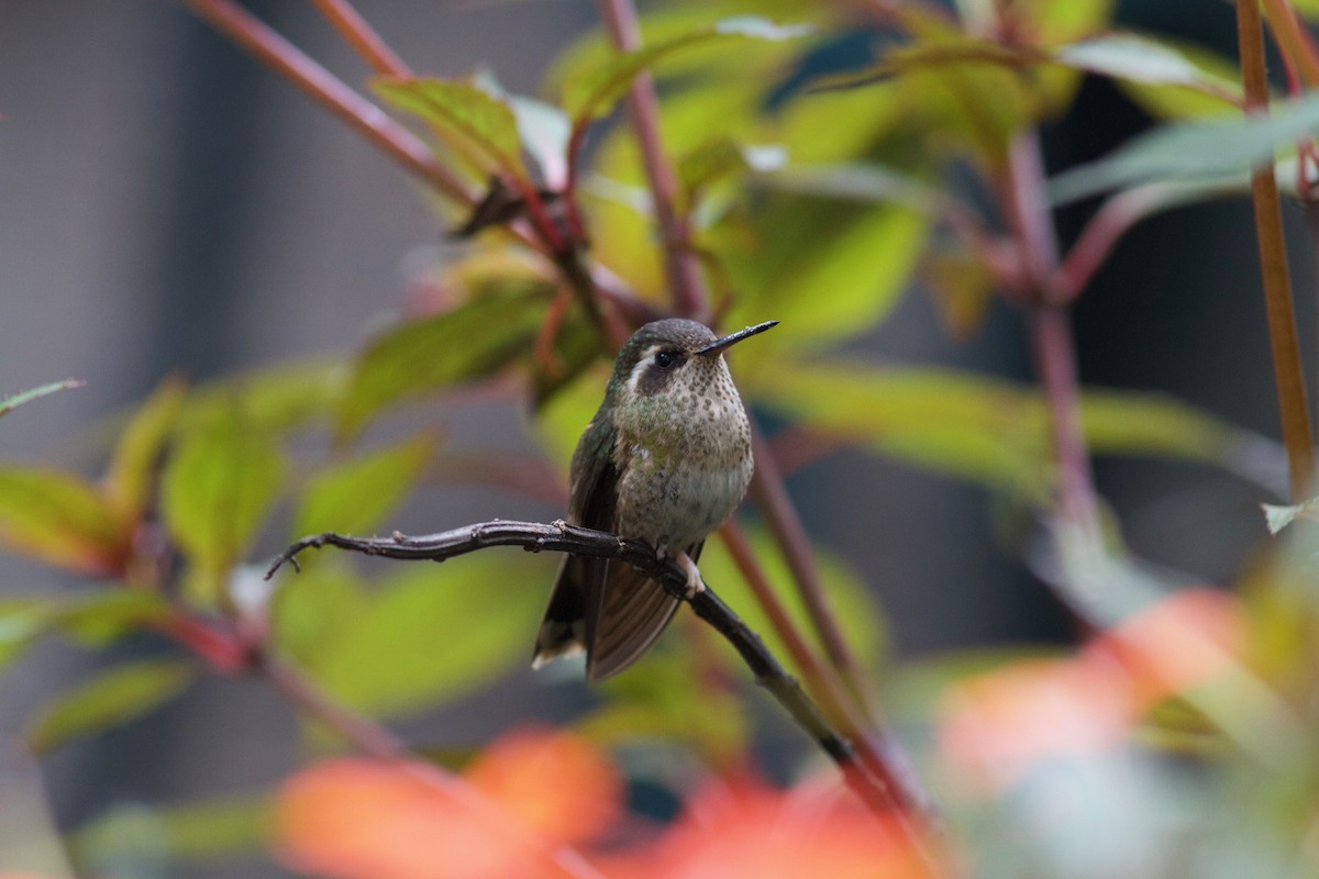 Speckled Hummingbird - ML245624281