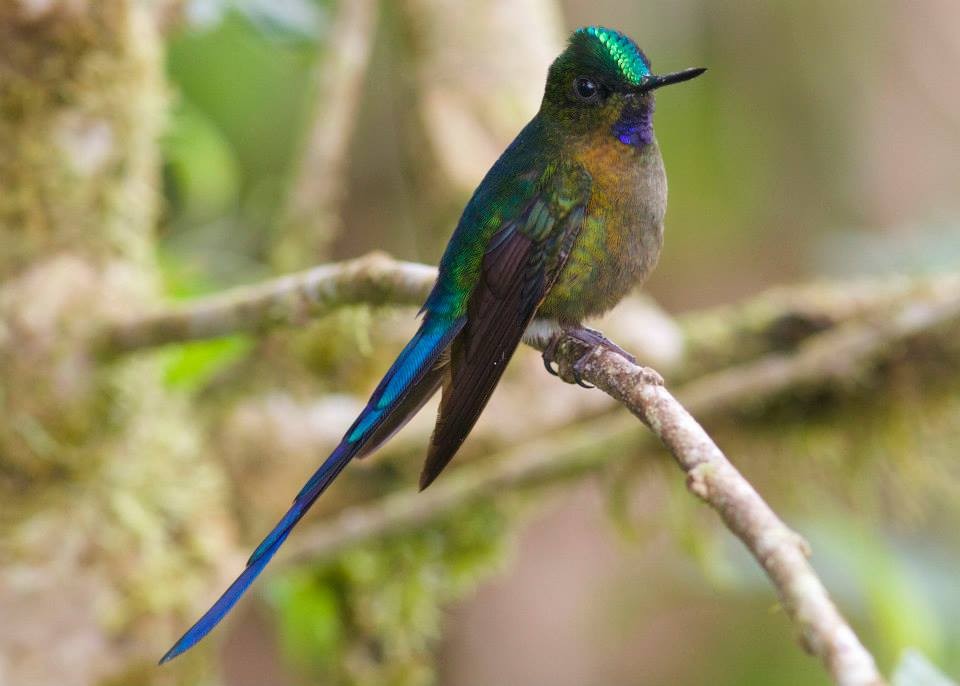Violet-tailed Sylph - ML245624311