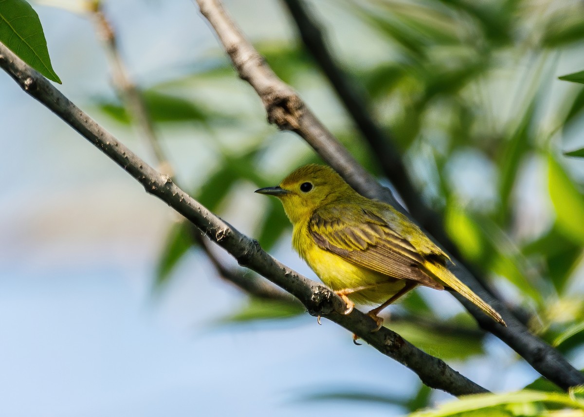 Yellow Warbler - Marc Boisvert