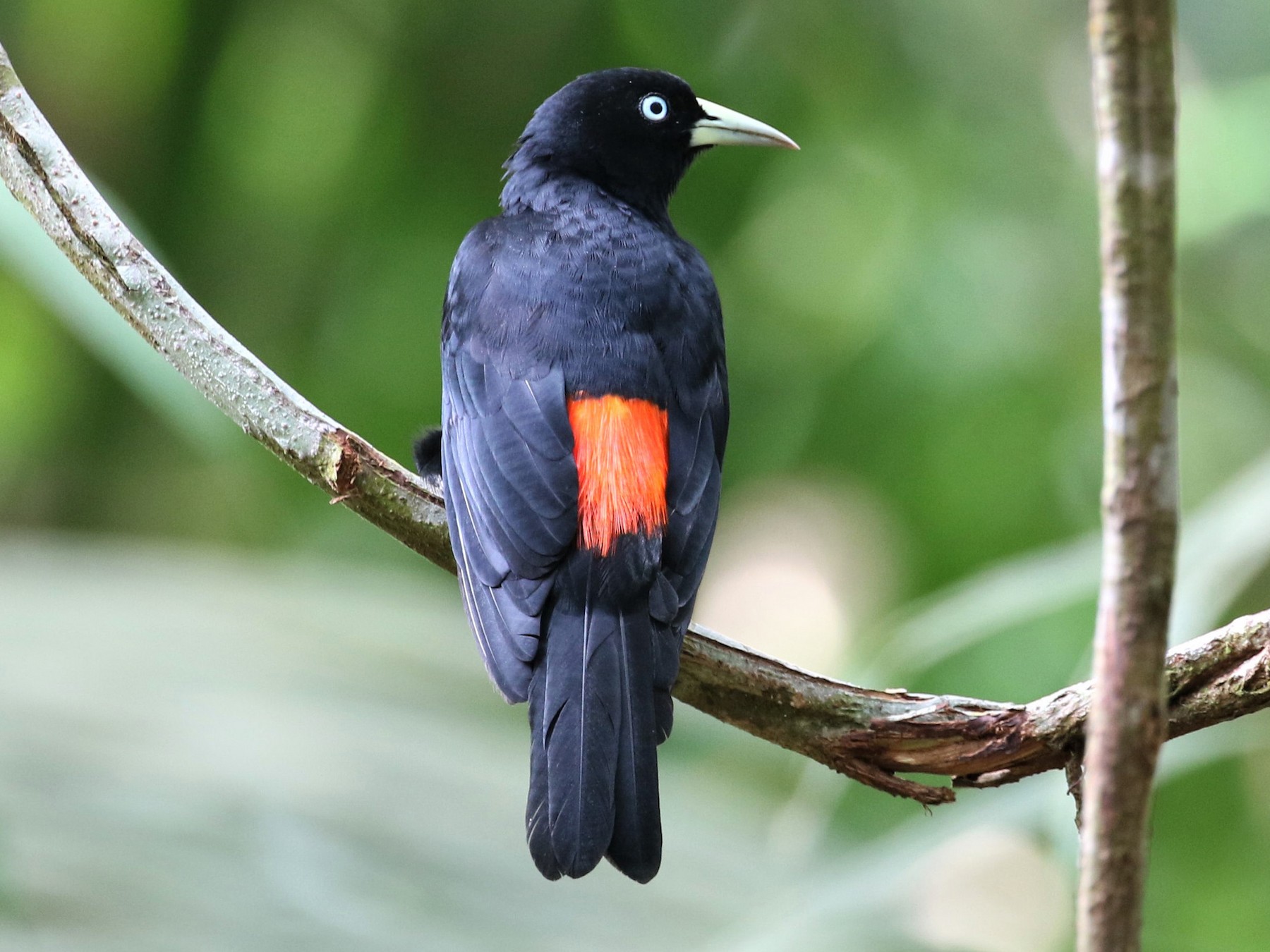 Scarlet-rumped Cacique - eBird