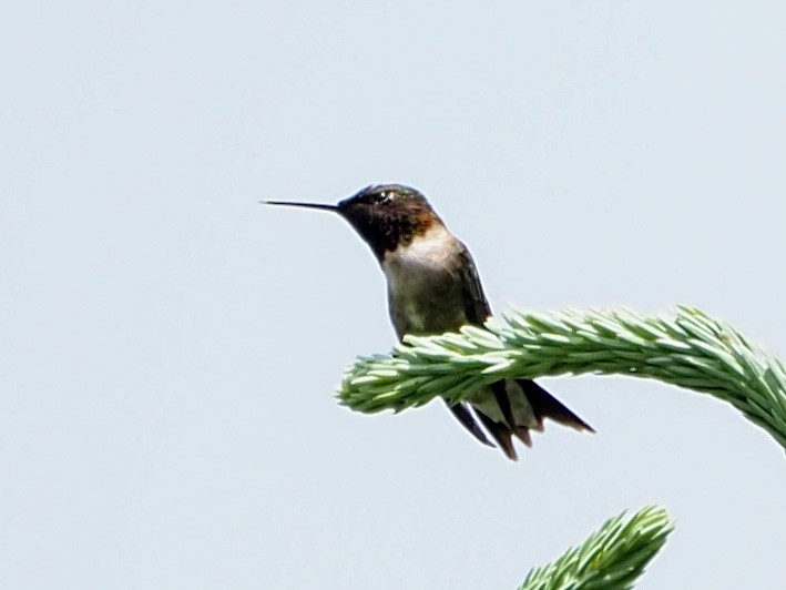 Ruby-throated Hummingbird - ML245628771