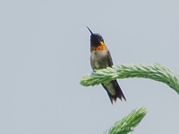 Ruby-throated Hummingbird - ML245628781