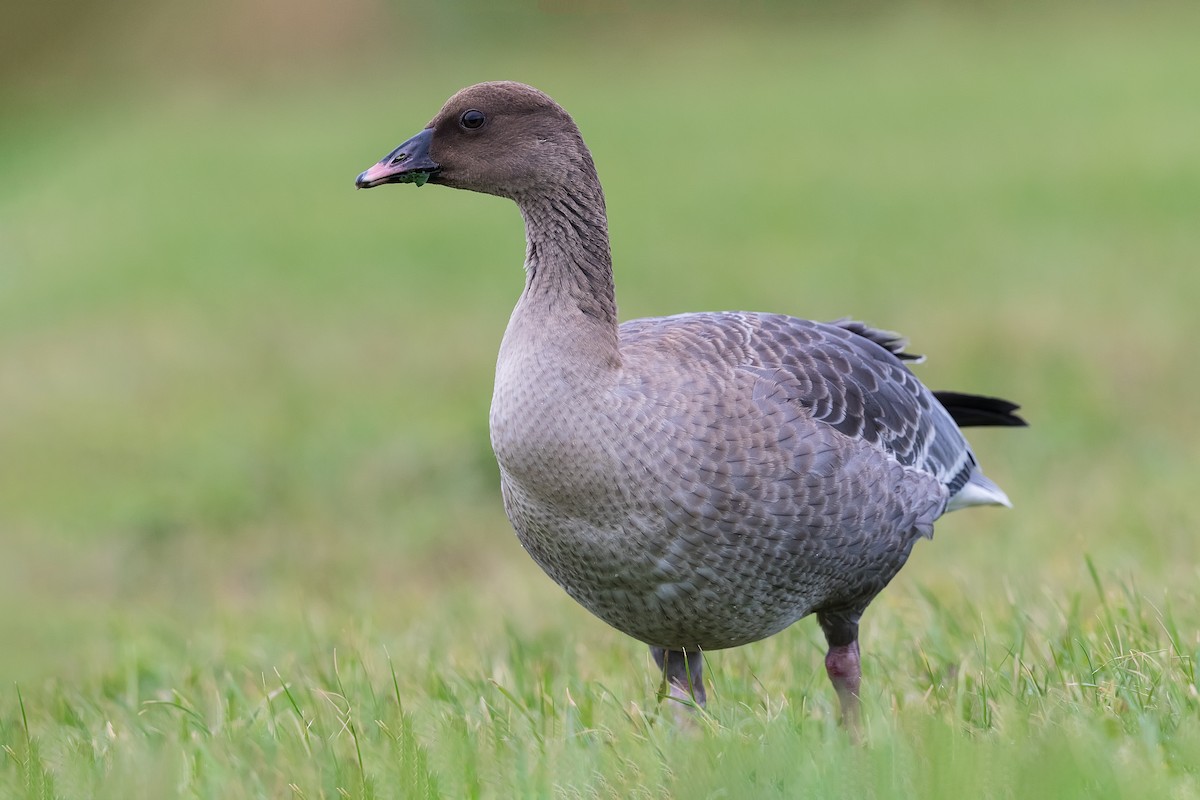 Pink-footed Goose - ML245629051