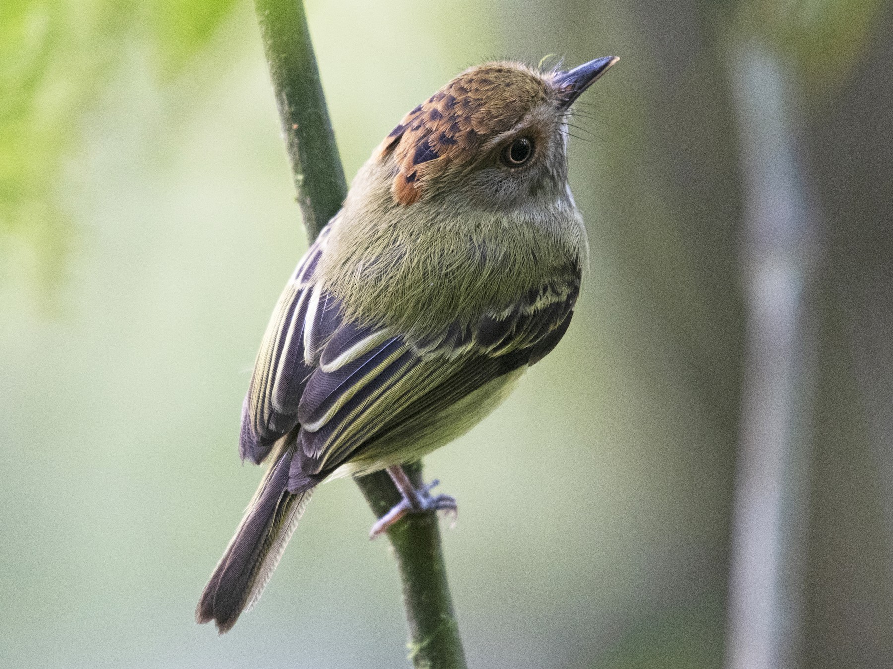 Scale-crested Pygmy-Tyrant - Josanel Sugasti -photographyandbirdingtourspanama