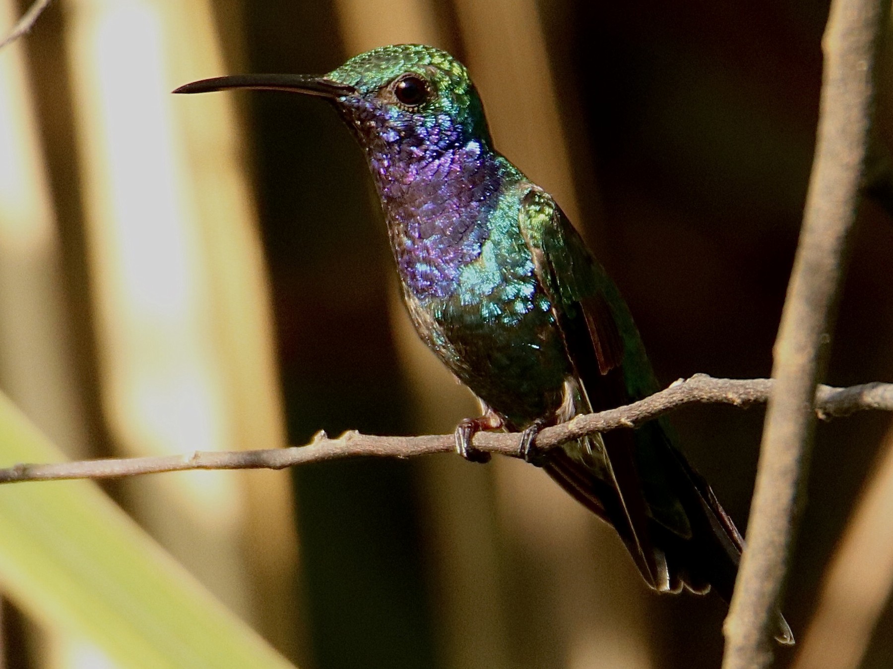 Sapphire-throated Hummingbird - Aitor Gonzalo