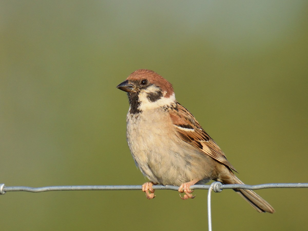 Eurasian Tree Sparrow - ML245633111
