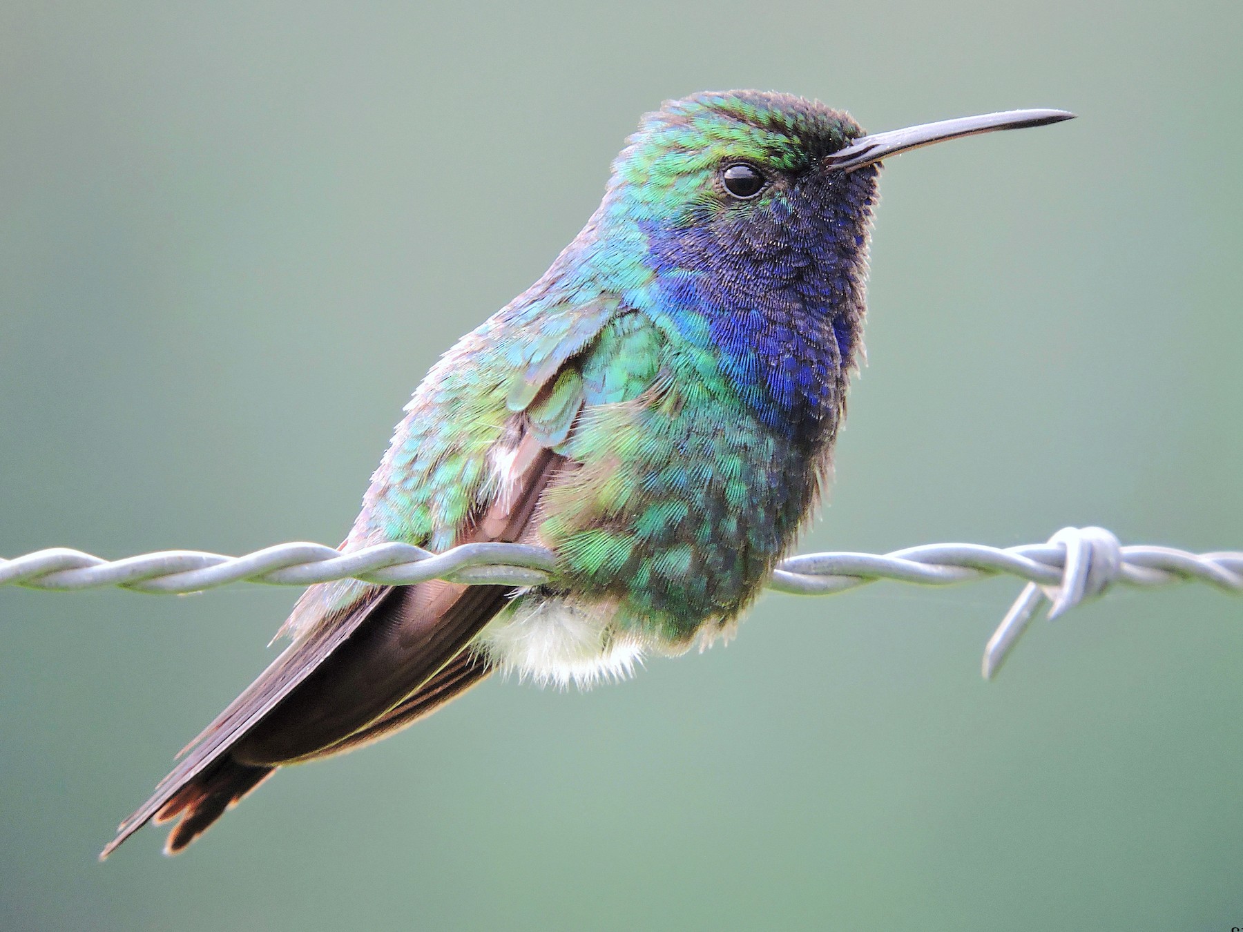 Sapphire-throated Hummingbird - Juan D  Astorga