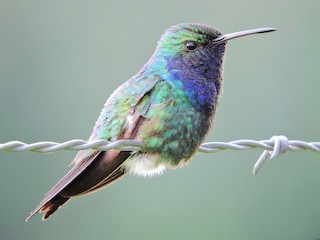  - Sapphire-throated Hummingbird